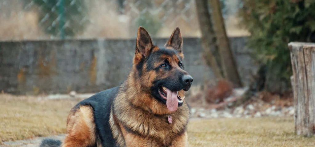 best dogs for guard: The German Shepherd