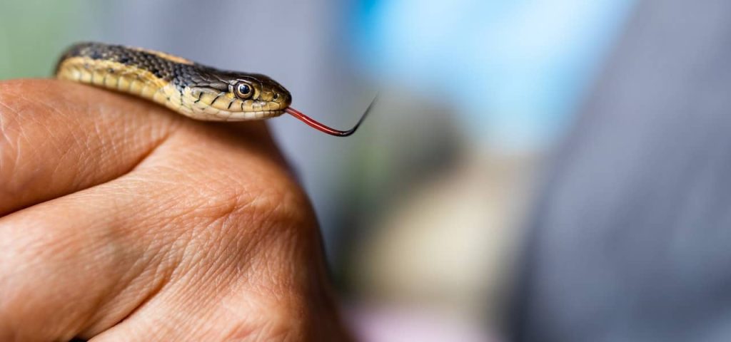 meaning of snake dream