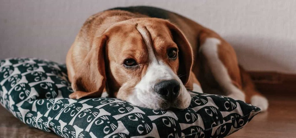 Beagle is one of the best dog for family