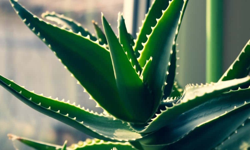 what are benefit of aloe vera