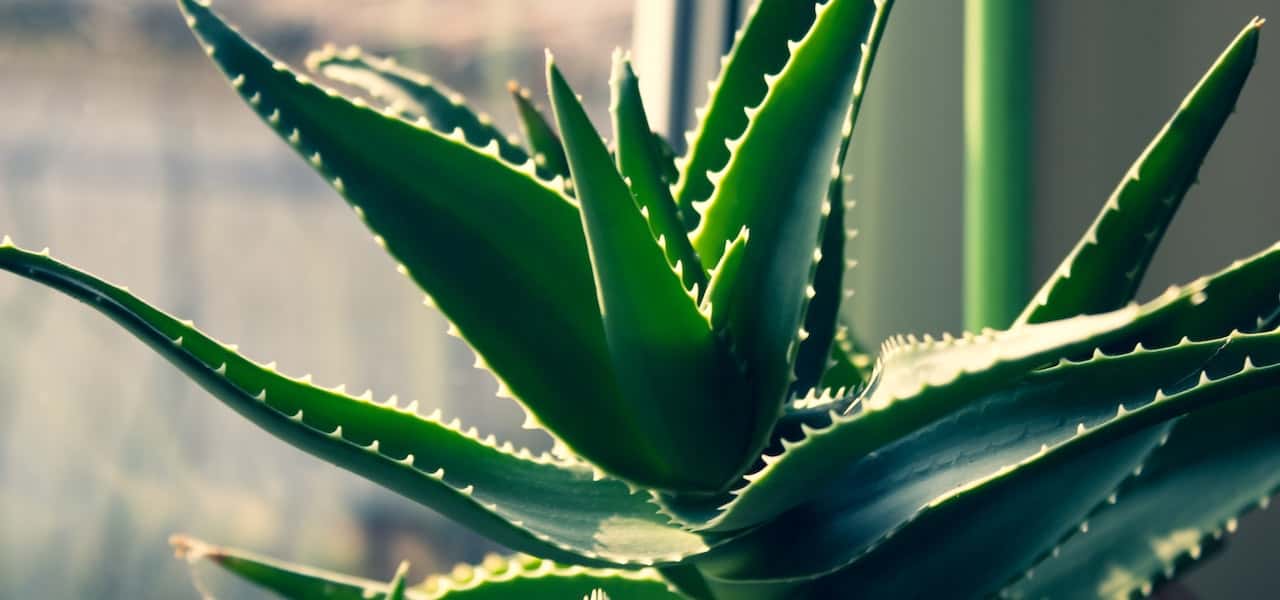 what are benefit of aloe vera