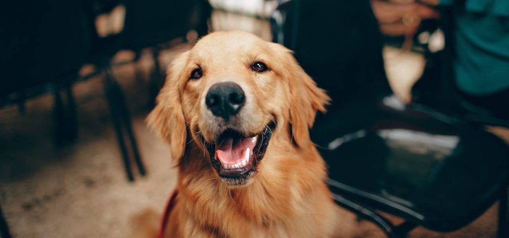 Golden Retriever is one of the best dog for family