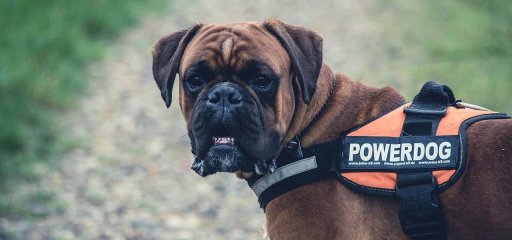 best dogs for guard: Boxer