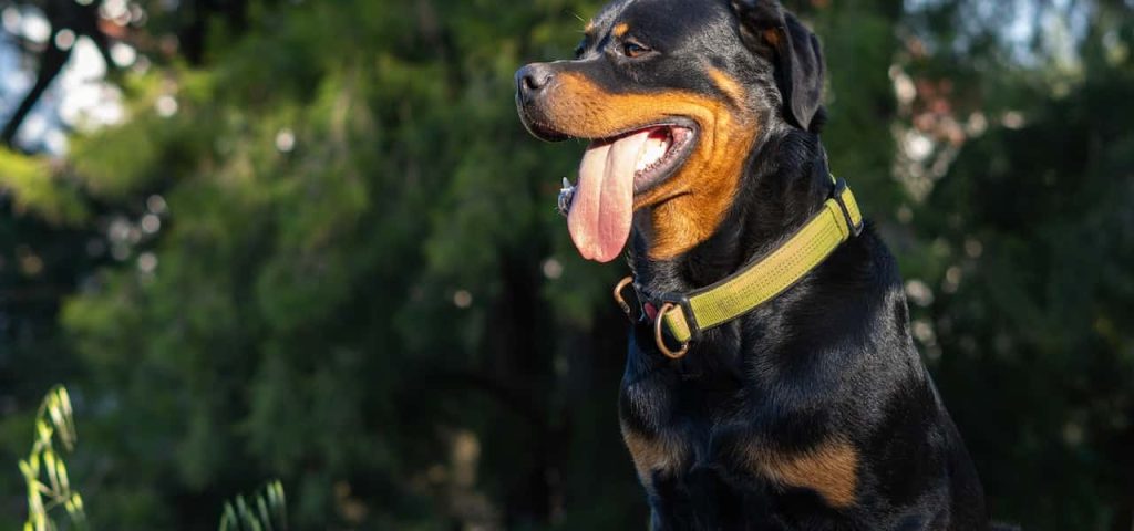 best dogs for guard: Rottweiler