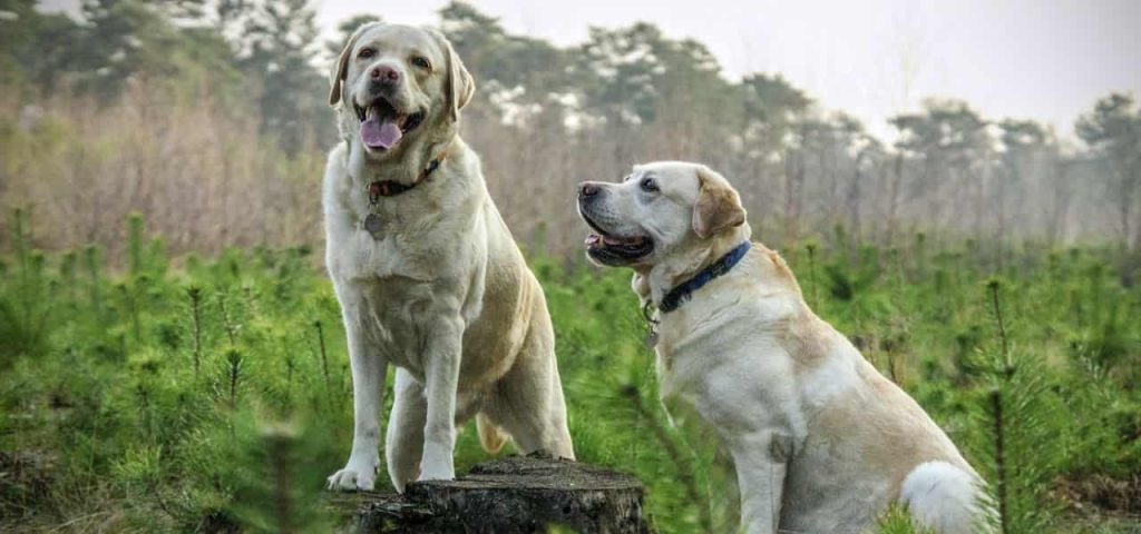 Labrador Retriever is one of the best dog for family