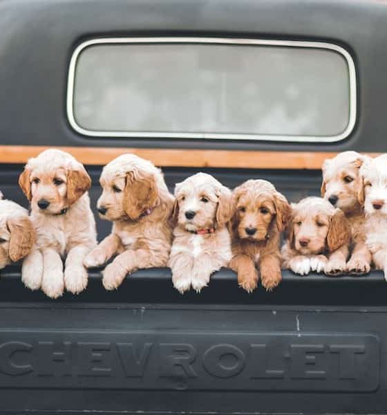 best dog for family