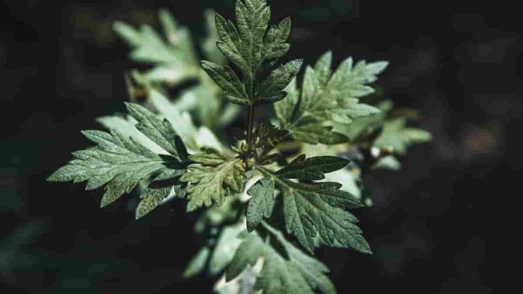benefits of mugwort for skin